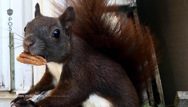 Die süßen Tierchen kommen ganz freiwillig auf seinen Balkon: Er ist Berlins Eichhörnchen-Flüsterer