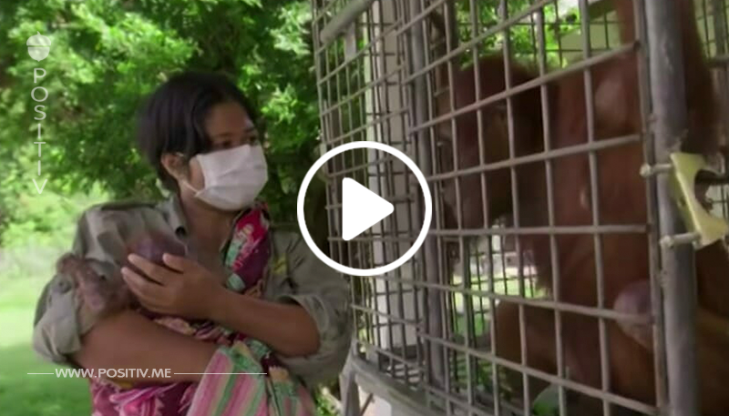 Orang Utan Mutter ist wieder mit ihrem entführten Baby vereint – Ihre Reaktion rührt uns zu Tränen