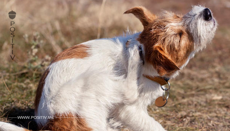 Haarlinge beim Hund: Parasiten erkennen und behandeln