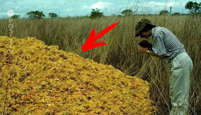 Saft Hersteller kippt Orangenschalen auf Ödland – Nach 16 Jahren erkennt man Regenwald nicht wieder