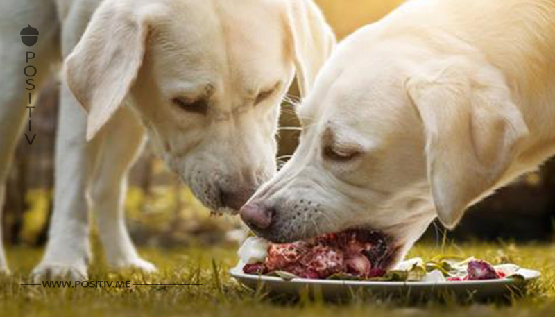 Fressen unsere Hunde zu viel Fleisch?