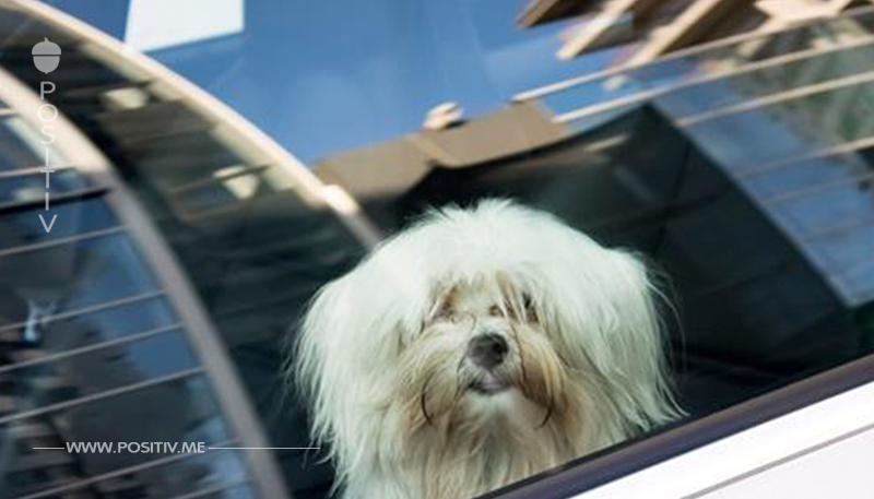 Bayreuth: Frau sperrt Malteser Hund bei Mittagssonne im Auto ein
