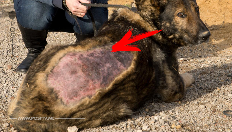 Anzeige gegen Unbekannt: Säure Anschlag auf Wachhund „Uno“