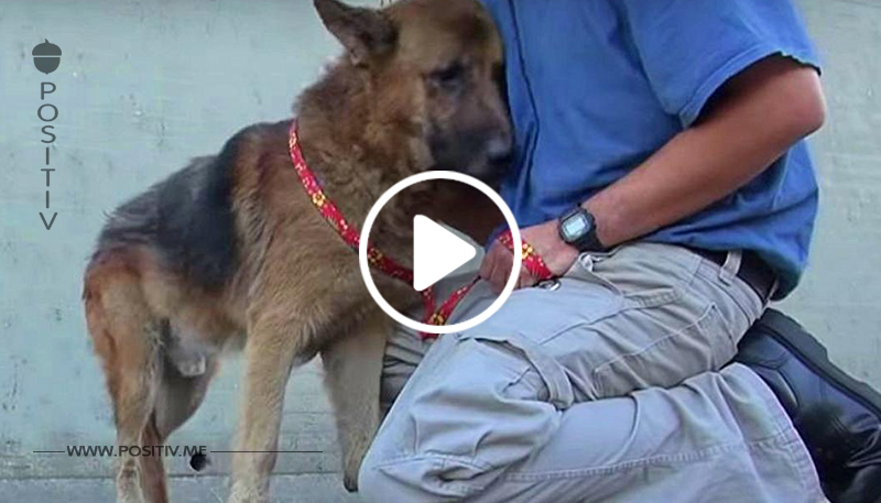 Berührende Aufnahmen: Mann rettet verwahrlosten Schäferhund