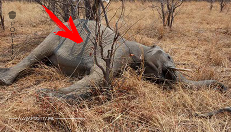 Elefantenjagd wieder erlaubt: Botsuana hebt Verbot auf & gibt Tiere damit zum Abschuss frei