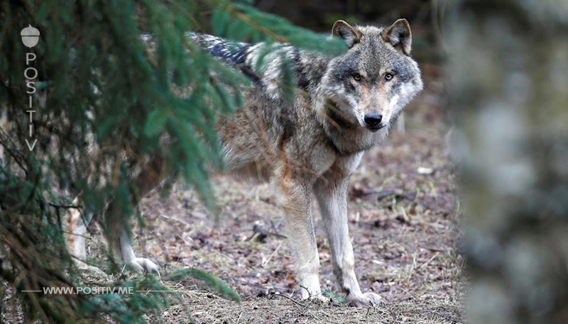 IN EINEM WALDSTÜCK IN BARMBOSTEL Wolf in der Südheide erschossen