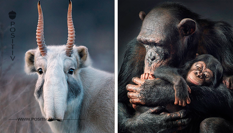 Fotograf hält aussterbende Tiere in Bildern fest.