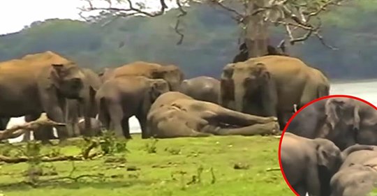 Eine Herde von 300+ Elefanten versammeln sich, um ihrem Toten Anführer Respekt zu zollen