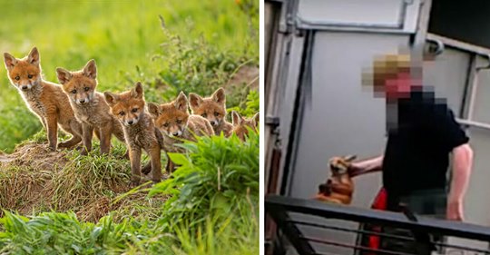 Tierschützer wütend: Jäger, der lebendige Fuchs Babys an seine Hunde verfütterte, darf weiter Tiere halten
