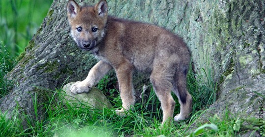 Spaziergänger finden  Wolfswelpen in Sachsen