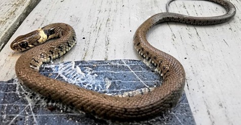 Baby-Schlange bleibt auf Teerpappe kleben – lebt aber