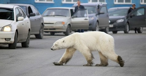 Norilsk/Russland: Hungriger Eisbär streift durch Stadt auf der Suche nach Essen – lief Hunderte Kilometer