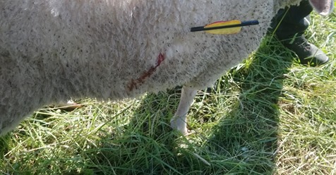 Armbrust Angriff auf Schafherde