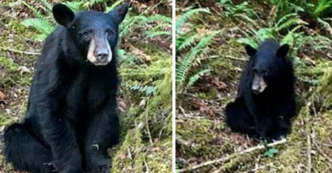 Baby Bär wurde von Jägern erschossen, weil es „zu freundlich zu Menschen wurde“