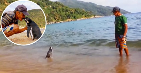 Ein Pinguin wandert jedes Jahr 5000 Meilen, um sich mit dem Mann zu treffen, der ihm das Leben gerettet hat.