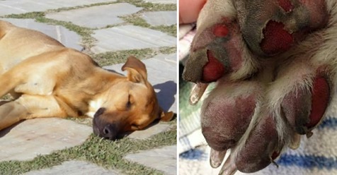 Hund stirbt nach dem Gassi gehen, Tierärzte informieren jetzt über die Anzeichen eines Hitzeschlages