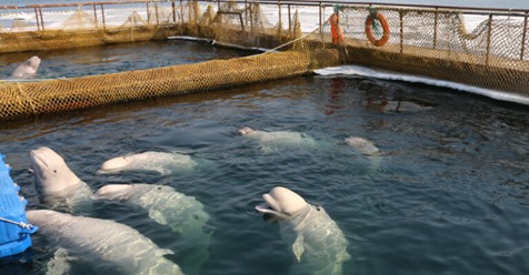 Russland beginnt damit, gefangene Wale freizulassen