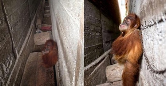 Orang Utan Baby 1 Jahr lang in Mauerspalt angekettet.