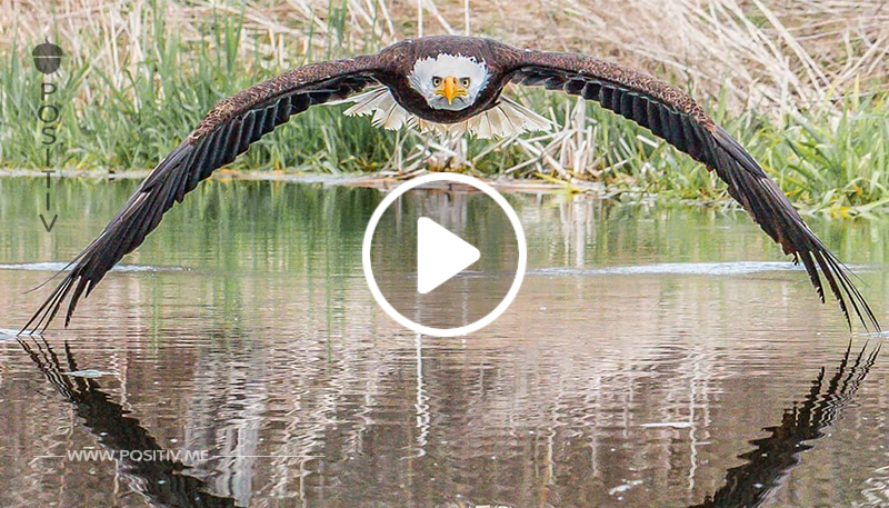 Fotograf bringt es zustande, einen Weißkopfseeadler in perfekter Symmetrie auf einem Bild festzuhalten