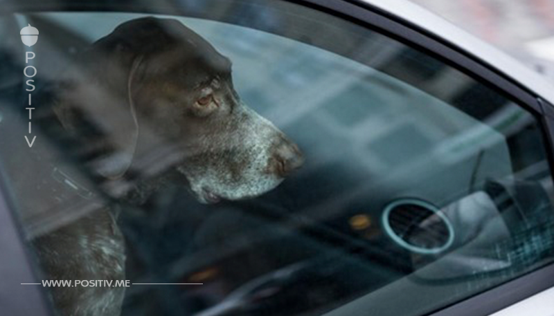Dierdorf: Hund wird in Auto zurückgelassen und weint um sein Leben – erst ein Passant kann für Hilfe sorgen