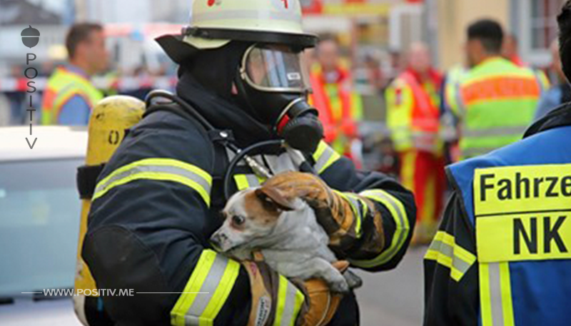 WOHNUNGSBRAND IN NEUNKIRCHEN Feuerwehr rettet Hund und Katze aus den Flammen