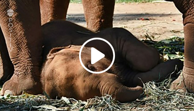 Elefantenbaby kollabiert aufgrund von Erschöpfung – war gleichzeitig an seine Mutter gebunden, die Touristen kutschierte