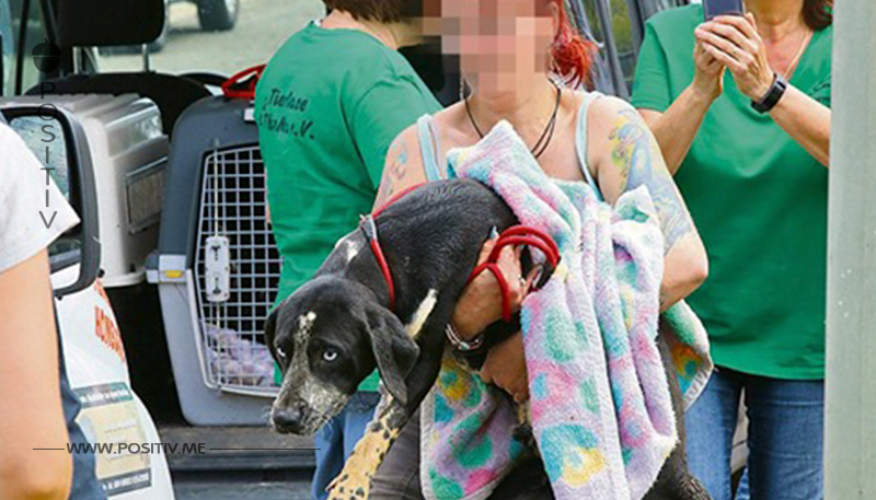 SIE LEBTEN IN HOLZBOXEN! 13 Hunde aus Kellerverlies befreit