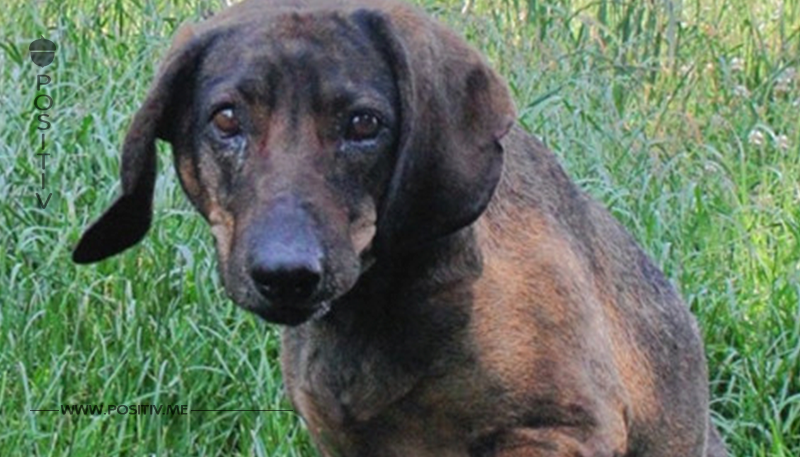 Jäger starb: Hund wachte vier Tage an seiner Seite