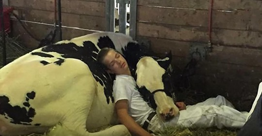 Ein Teenager und seine Kuh verlieren den Wettbewerb der State Fair, machen stattdessen gemeinsam ein Nickerchen und gewinnen Millionen von Herzen