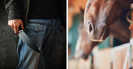 Ibind/Bayern: Unbekannter bricht in Stall ein und schlitzt Pferd auf – PETA ruft Belohnung für Hinweise aus