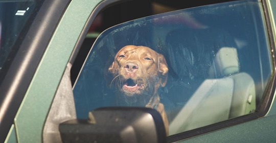 Unglaublich: Polizei rettet Hund aus heißem Auto - während sich der Besitzer im Schwimmbad vergnügt