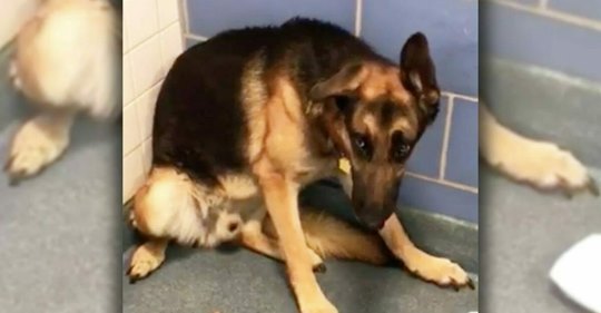 Deutscher Schäferhund zittert vor Angst, als seine Familie ihn aus unerklärlichen Gründen zurücklässt