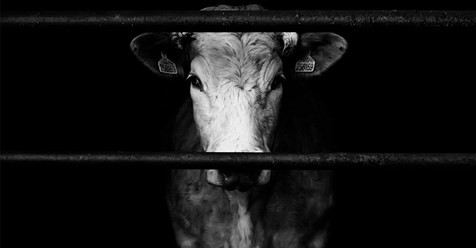 Bad Grönenbach/Bayern: Großer Milchbauer steht unter Verdacht, seine Tiere wochenlang getreten und geschlagen zu haben
