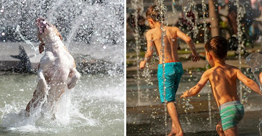 Köln: Streit zwischen Eltern und Hundebesitzern wegen Hygiene – Hunde kühlen sich mit Kindern in Brunnen ab