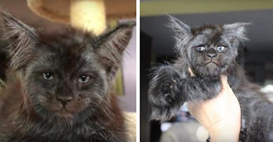 Maine-Coon-Katze mit menschenähnlichem Gesicht erstaunt das Internet