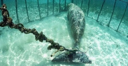 Drohnenaufnahmen enthüllen über 100 Wale, die in versteckten Unterwasser Gefängnissen gefangen sind