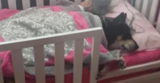 Frau sieht nach ihrem Kind und fängt an es auf Video aufzunehmen, als sie feststellt dass sie ein Nickerchen mit ihrem Hund macht