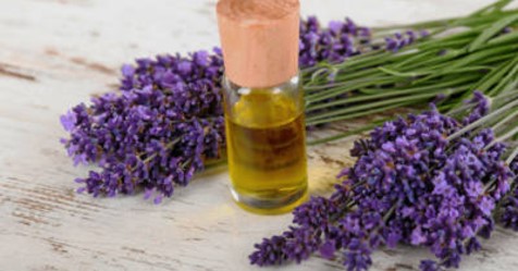 Heilpflanze Lavendel: Natürliches Beruhigungsmittel