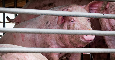 Dortmund: Auf der A1 werden 150 eingepferchte Schweine aus Transporter gerettet – einige waren bereits verdurstet