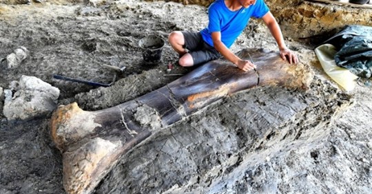 Großer Dinosaurier Knochen in Frankreich entdeckt