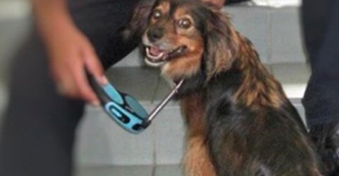 VON KÖLN NACH HESSEN Hund „Oli“ fährt 200 Kilometer alleine mit dem Zug