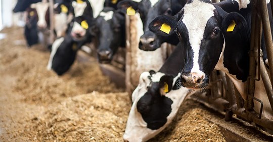 Münster: Verwaltungsgericht entscheidet, dass jedem Rind ein Liegeplatz zusteht – Landwirt hatte Eilantrag gestellt