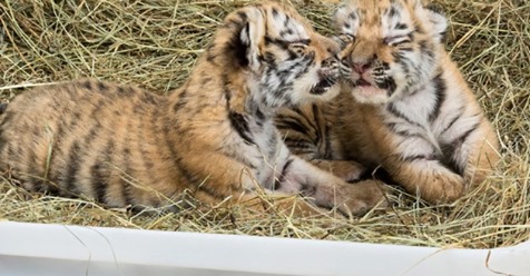 Herzige Tigerbabys leben jetzt im Zoo Schönbrunn