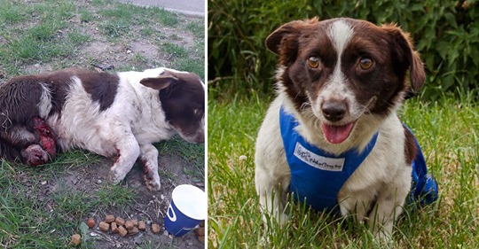 Tierquäler hacken Hund die Hinterbeine ab & setzen ihn am Straßenrand aus – „Karli“ braucht jetzt unsere Hilfe