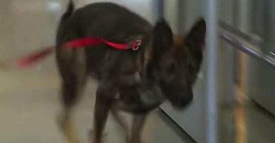 Hund rennt am Flughafen auf Soldaten zu und rührt Zuschauer damit zu Tränen