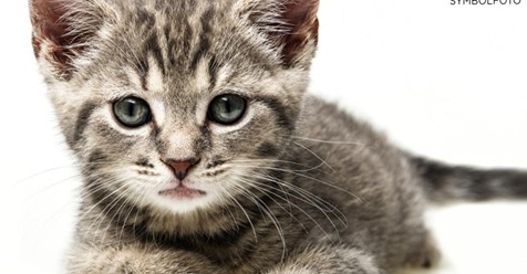WER SIND DIE TIERQUÄLER? Unbekannte werfen Katze in Altkleidercontainer