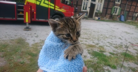 ES DROHTE IN DIE TIEFE ZU STÜRZEN Kleines Kätzchen vom Dach gerettet
