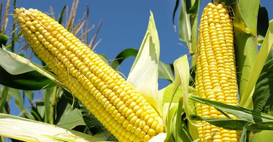 Damit hatte er nicht gerechnet: Landwirt häckselt Mais, als die Maschine stoppt – Unbekannter steckte Nägel in Kolben