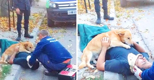 Loyalitätsbeweis: Hund weigert sich von der Seite seines Herrchens zu weichen, nachdem er sich verletzt hat
