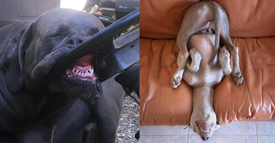 17 Hunde, die in komischen Posen schlafen